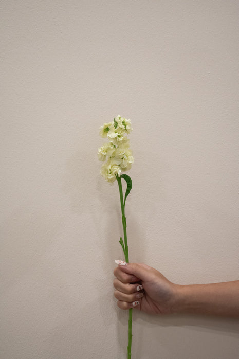 MATTHIOLA ANYT YELLOW