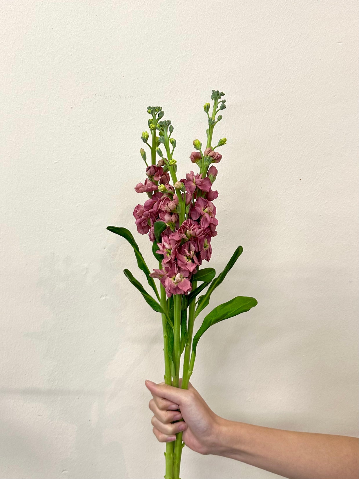 MATTHIOLA VINTAGE BROWN