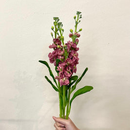 MATTHIOLA VINTAGE BROWN