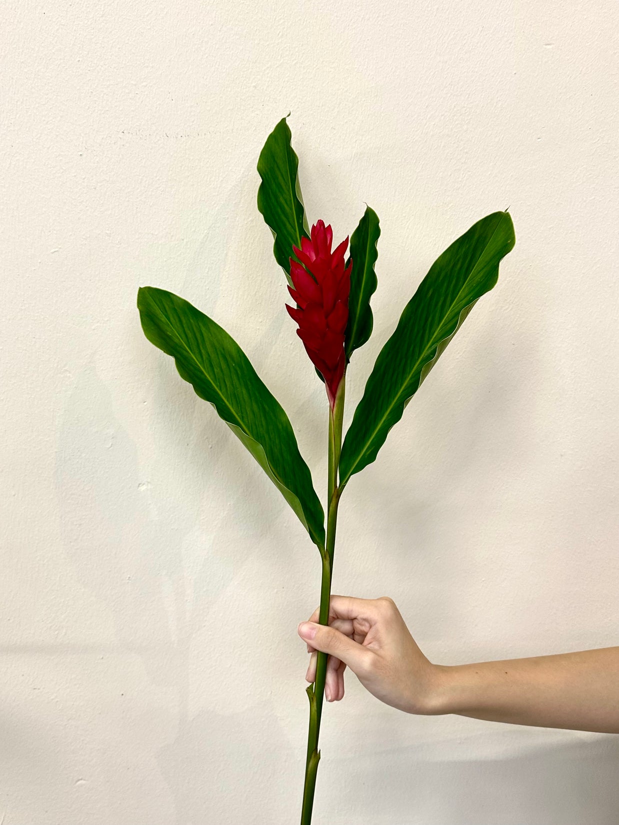 RED GINGER