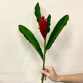 RED GINGER