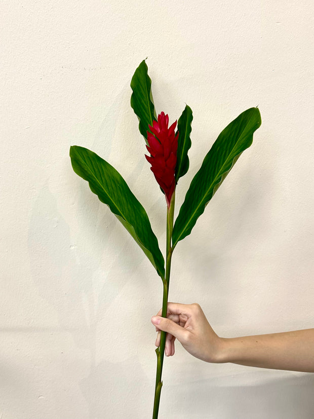 RED GINGER
