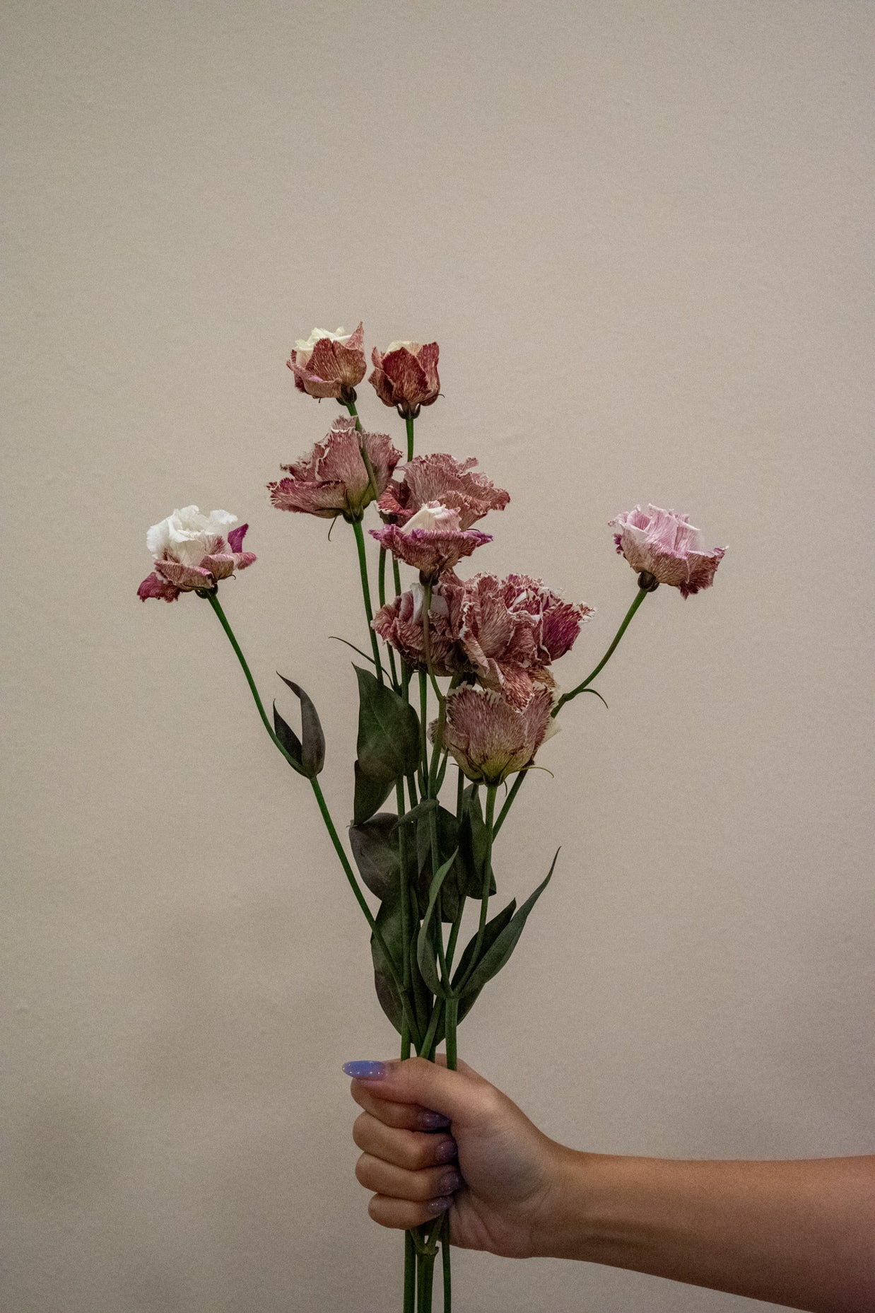 EUSTOMA ALISSA BORDEAUX