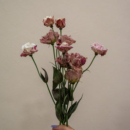 EUSTOMA ALISSA BORDEAUX