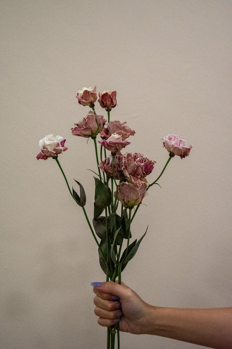 EUSTOMA ALISSA BORDEAUX
