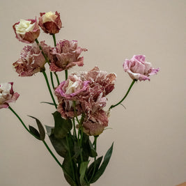 EUSTOMA ALISSA BORDEAUX