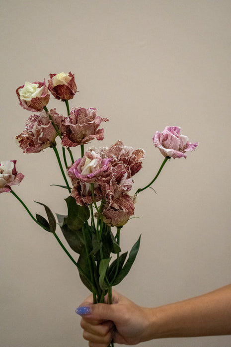 EUSTOMA ALISSA BORDEAUX