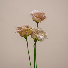 EUSTOMA ALISSA BROWNIE