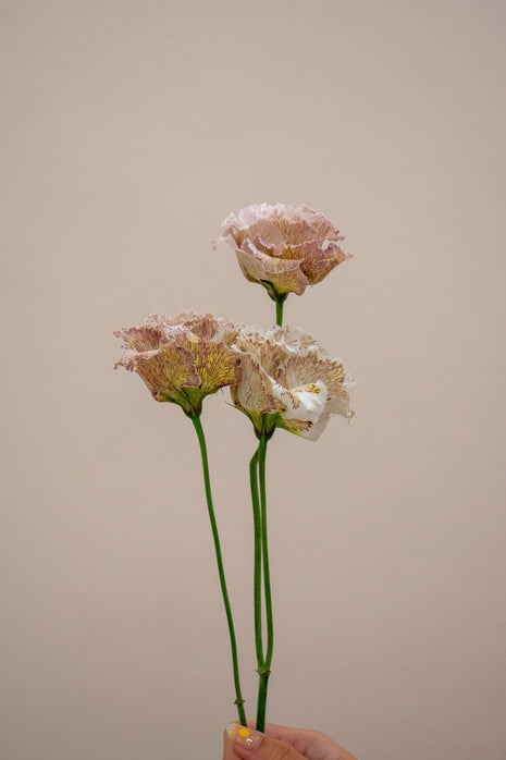 EUSTOMA ALISSA BROWNIE