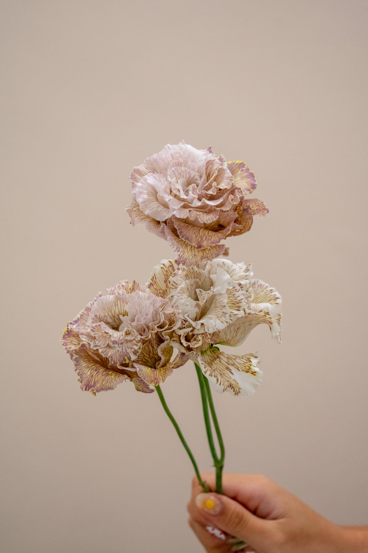 EUSTOMA ALISSA BROWNIE