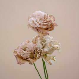 EUSTOMA ALISSA BROWNIE