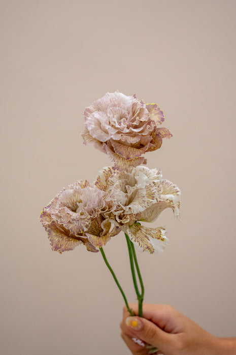EUSTOMA ALISSA BROWNIE