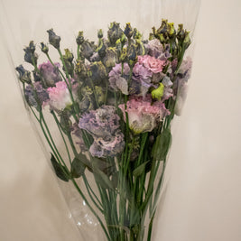 EUSTOMA BLACK ROSE