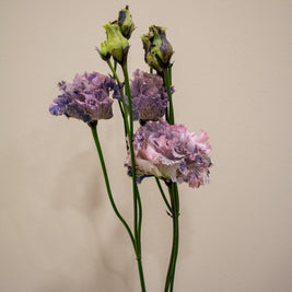 EUSTOMA BLACK ROSE
