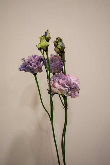 EUSTOMA BLACK ROSE
