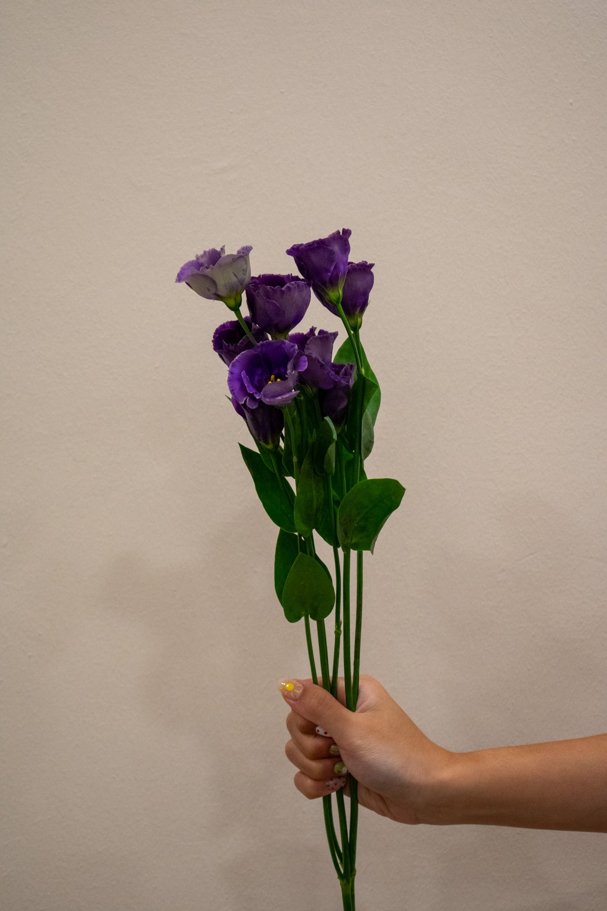 EUSTOMA BOHEMI BLACK VIOLET