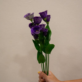 EUSTOMA BOHEMI BLACK VIOLET