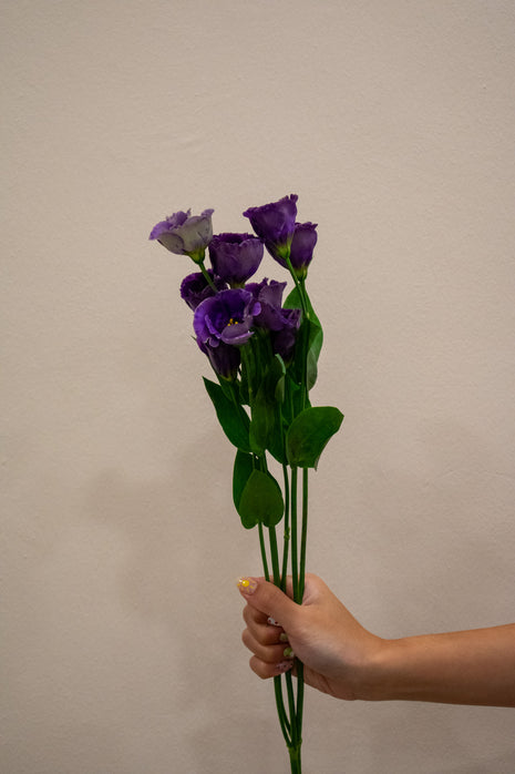 EUSTOMA BOHEMI BLACK VIOLET