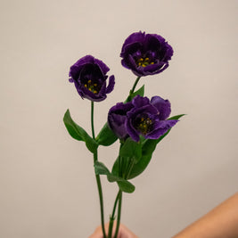 EUSTOMA BOHEMI BLACK VIOLET