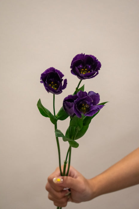EUSTOMA BOHEMI BLACK VIOLET