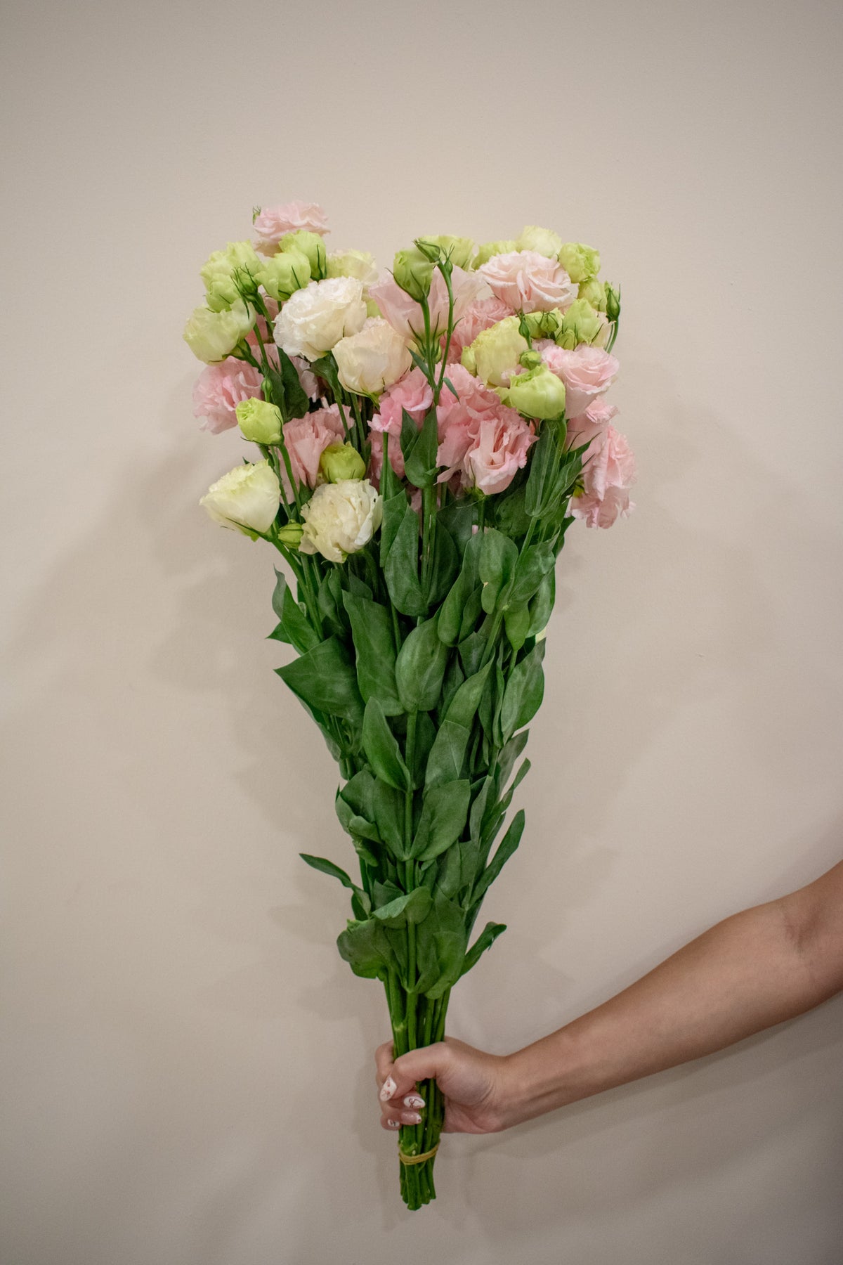 Pink Eustoma Ruffle EUSTOMA CURLY PINK – Maison Garden
