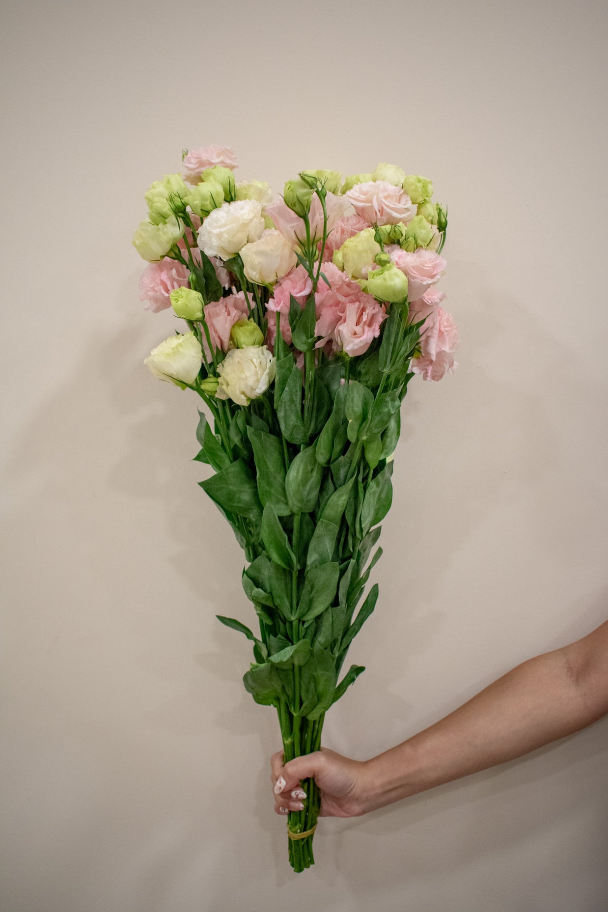 EUSTOMA CURLY PINK