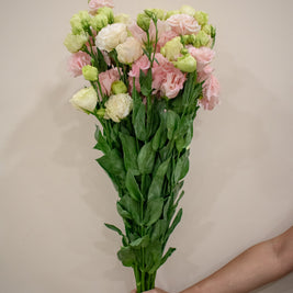 EUSTOMA CURLY PINK