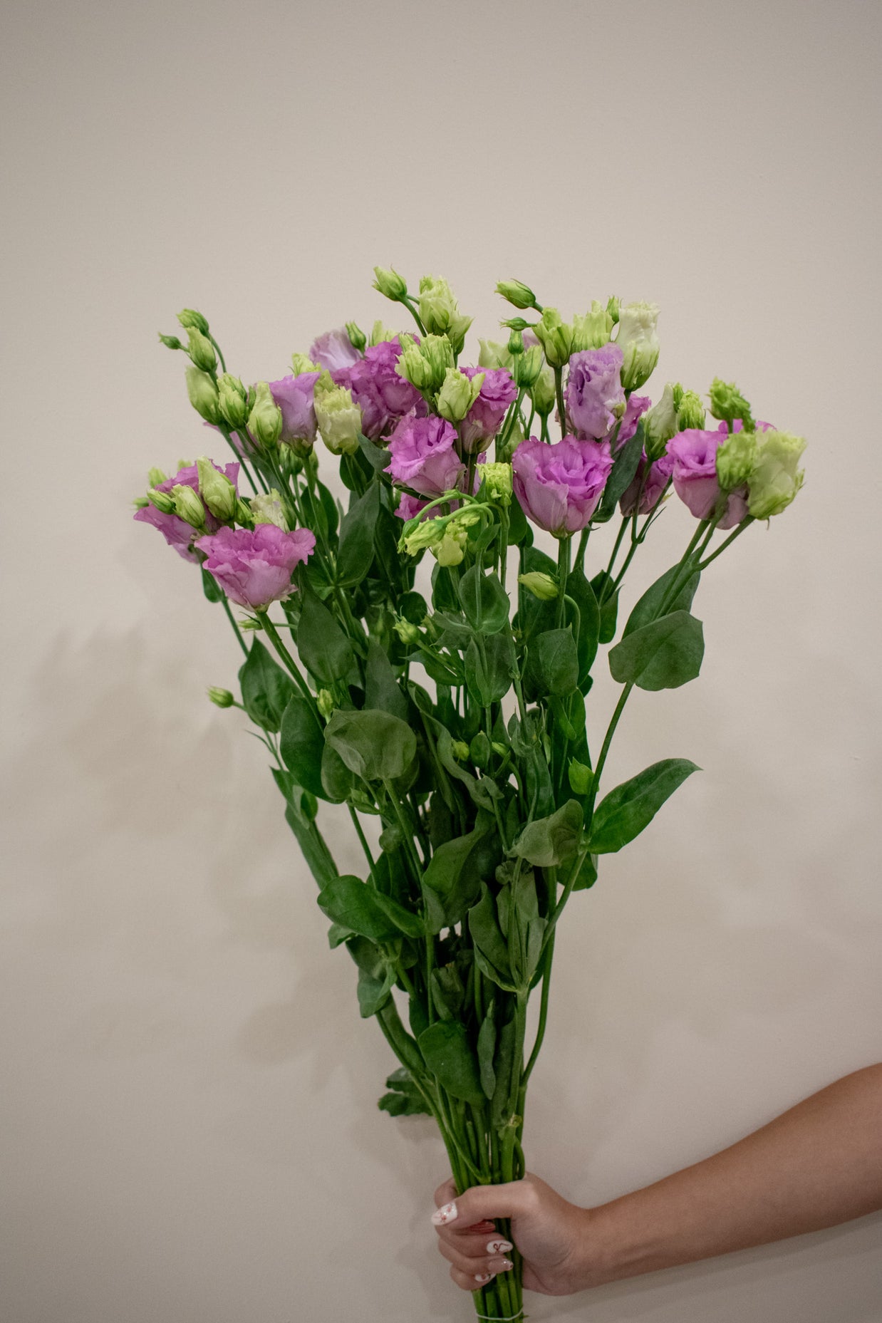 EUSTOMA CURLY PURPLE