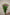 EUSTOMA CURLY PURPLE