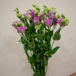 EUSTOMA CURLY PURPLE