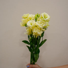 EUSTOMA CURLY YELLOW