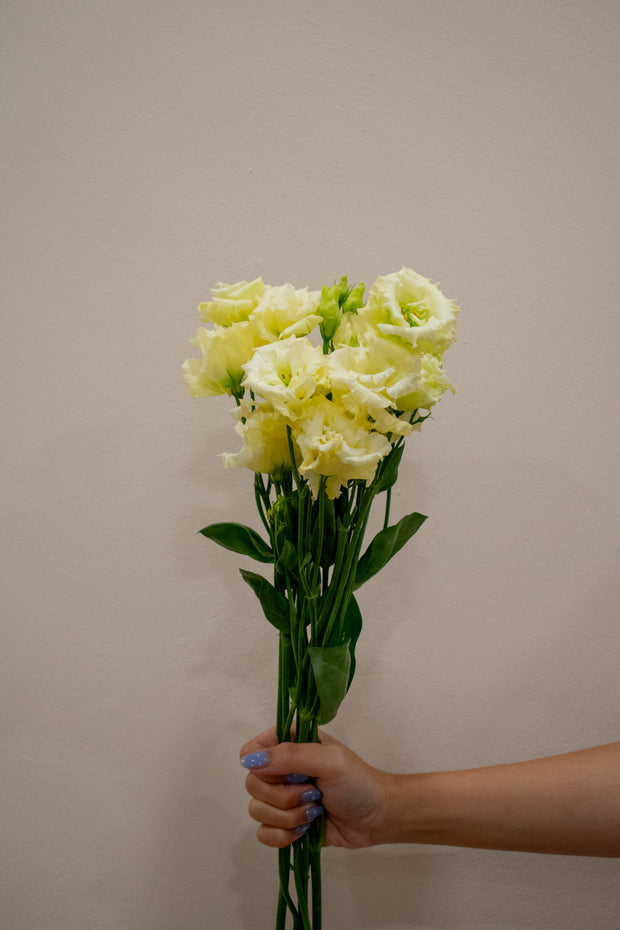 EUSTOMA CURLY YELLOW