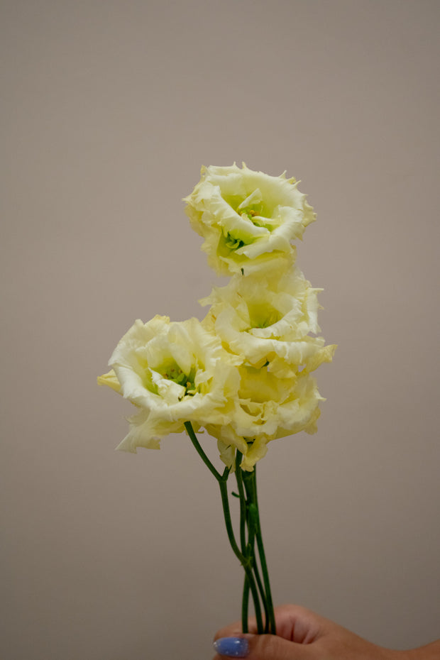 EUSTOMA CURLY YELLOW