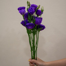 EUSTOMA DARK PURPLE