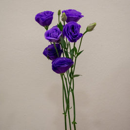 EUSTOMA DARK PURPLE