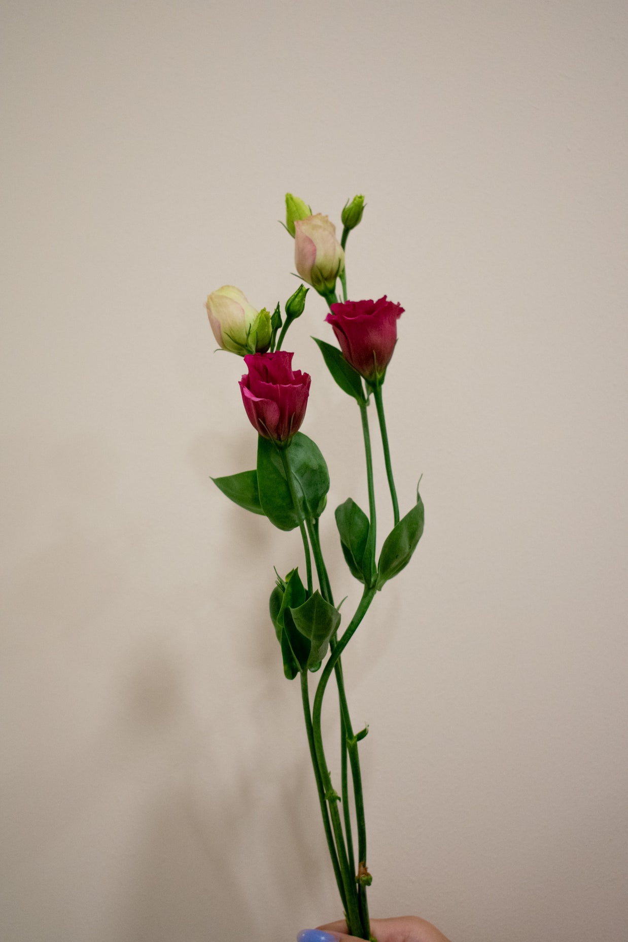 EUSTOMA HOT PINK