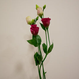 EUSTOMA HOT PINK