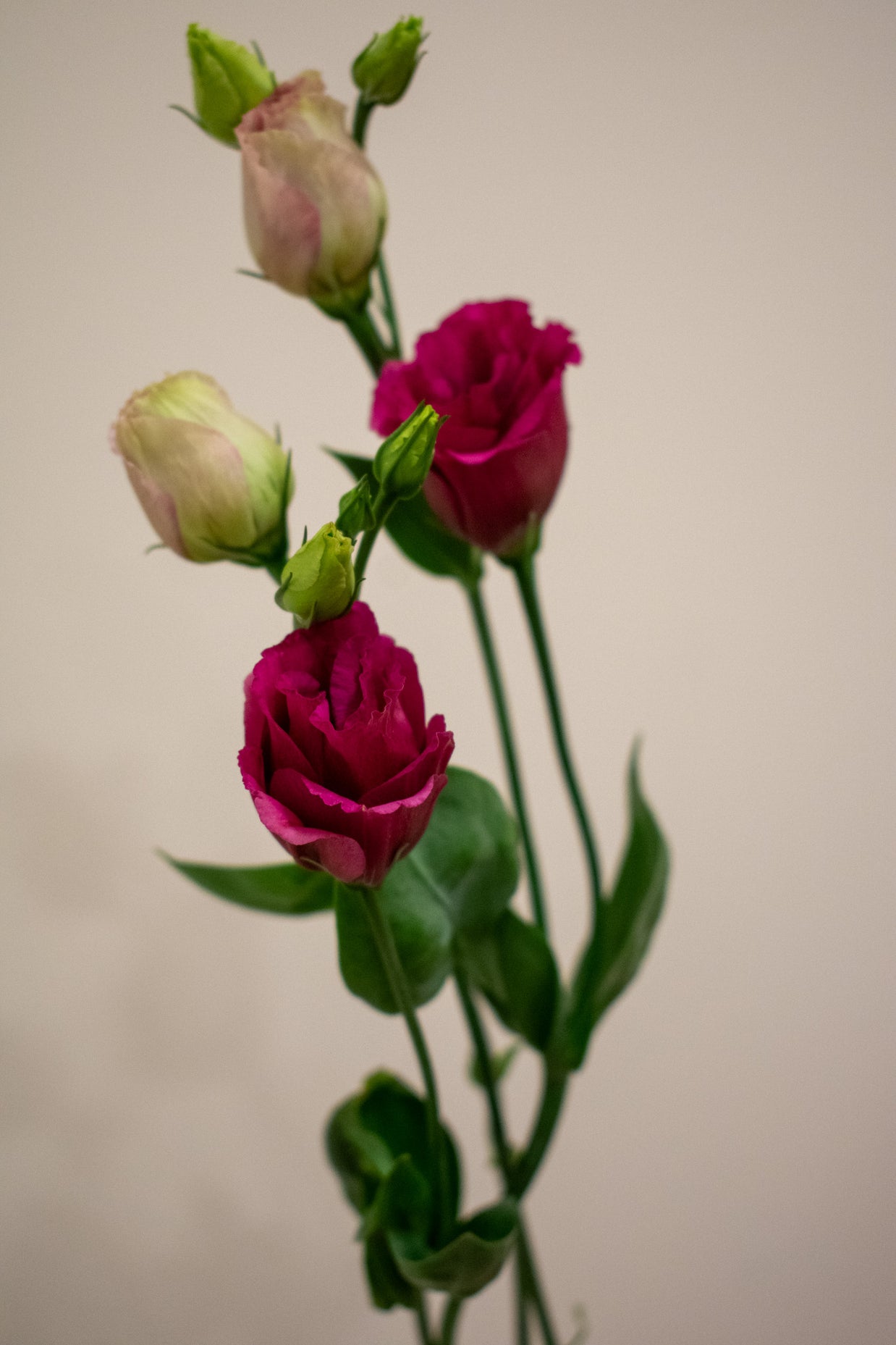 EUSTOMA HOT PINK
