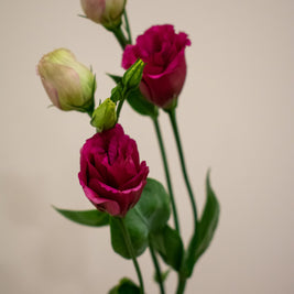 EUSTOMA HOT PINK