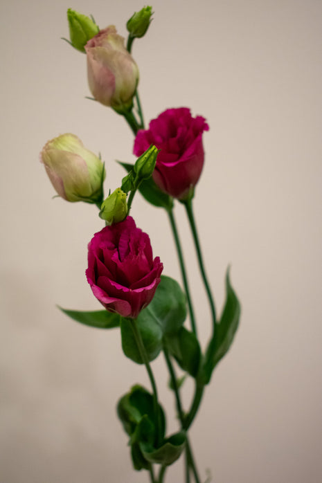 EUSTOMA HOT PINK