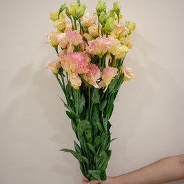 EUSTOMA CHAMPAGNE