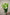 EUSTOMA DYED GREEN