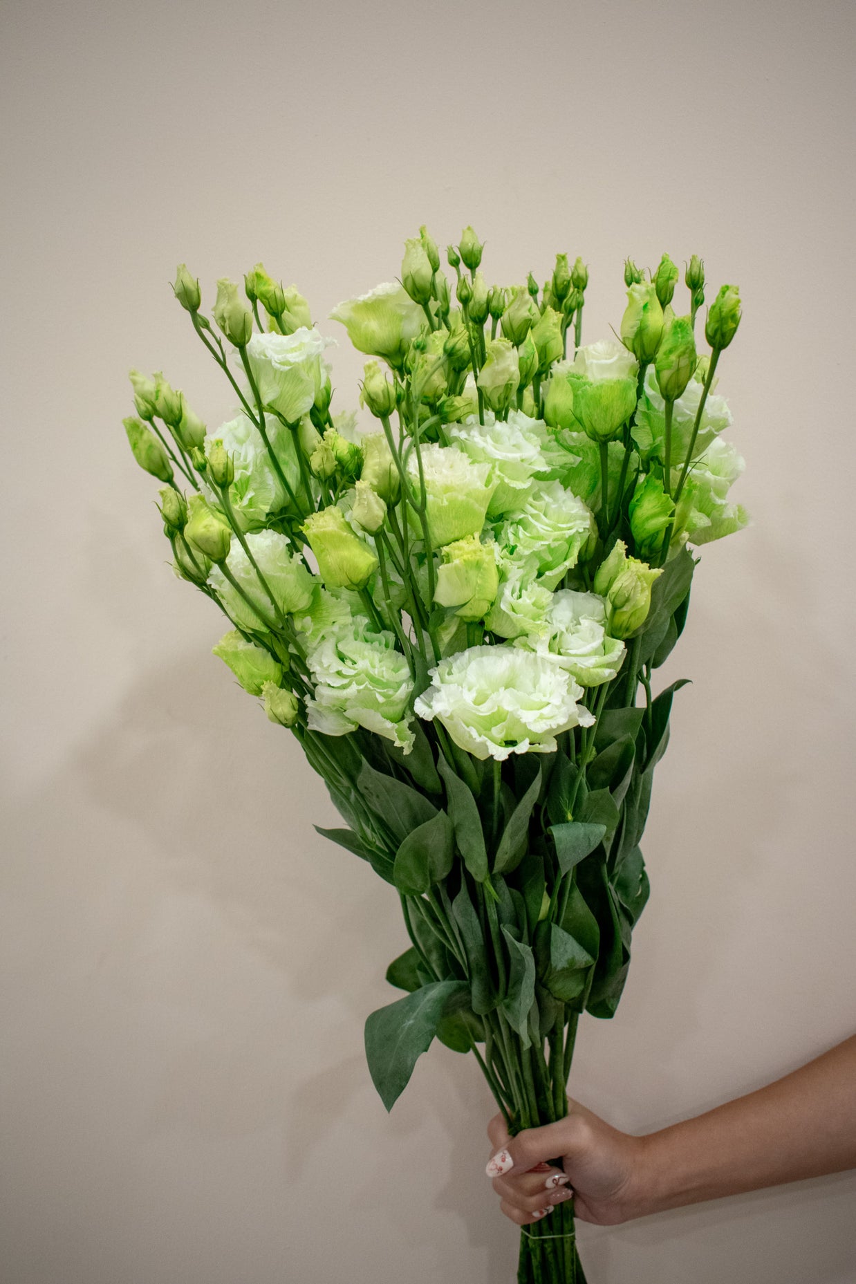 EUSTOMA DYED GREEN
