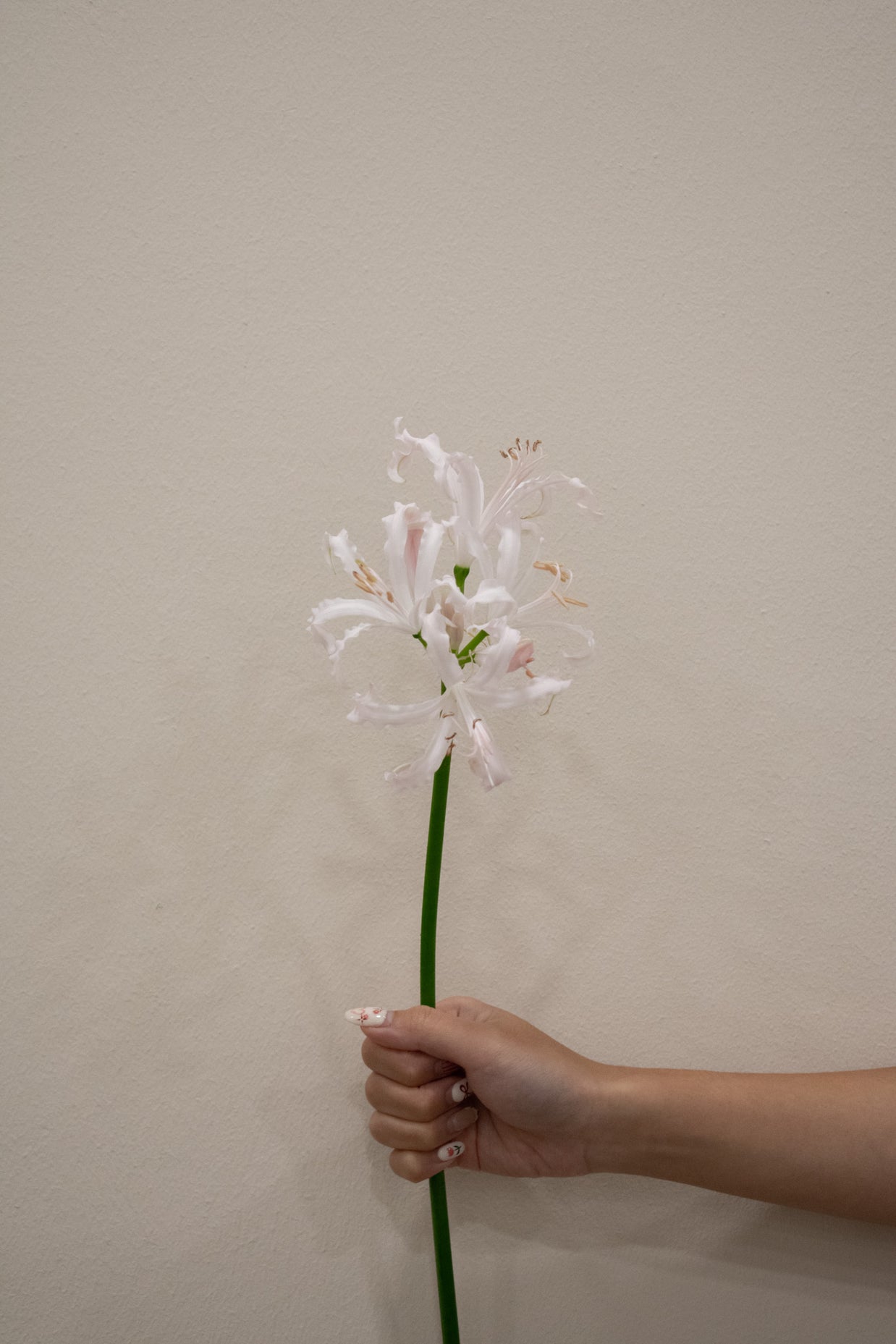 NERINE SOFIE PALE PINK
