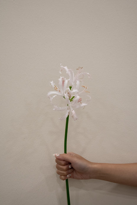 NERINE SOFIE PALE PINK