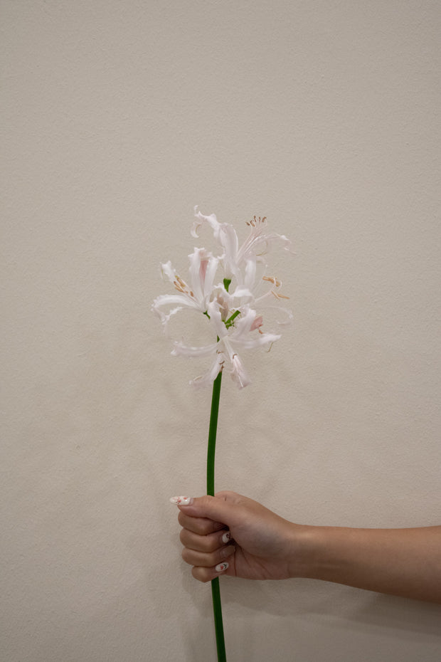 NERINE SOFIE PALE PINK