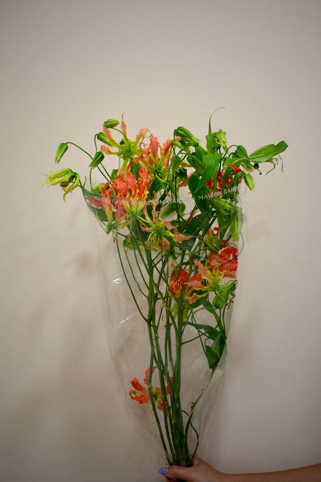 FLAME LILIES