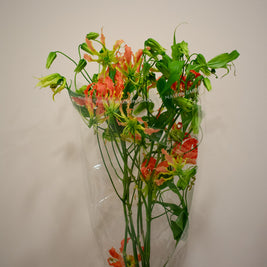 FLAME LILIES