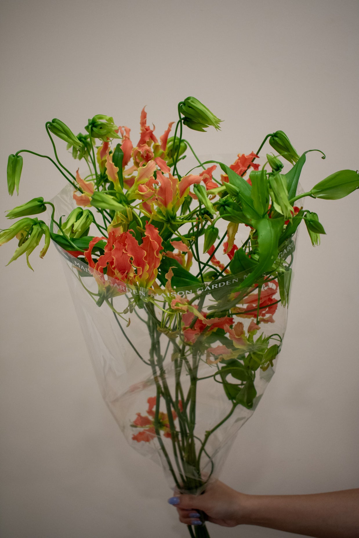 FLAME LILIES