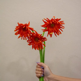 GERBERA CURLY ORANGE